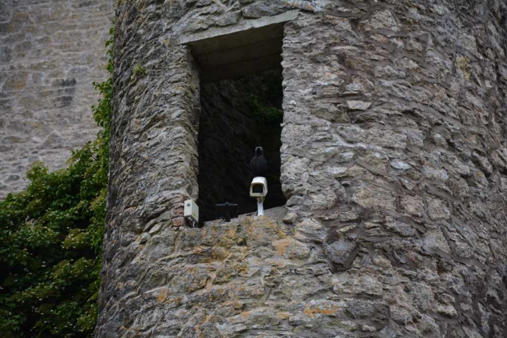 DSC_4360Mittel_.JPG